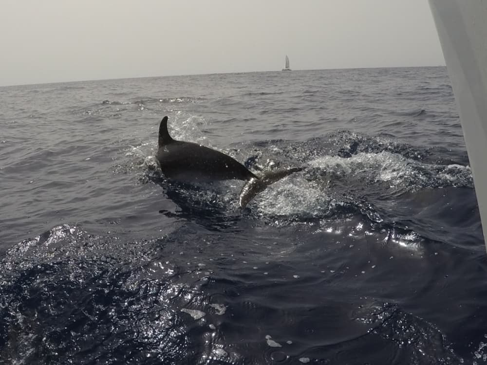 Descubre Morro Jable en una excursión de un día completo en velero.