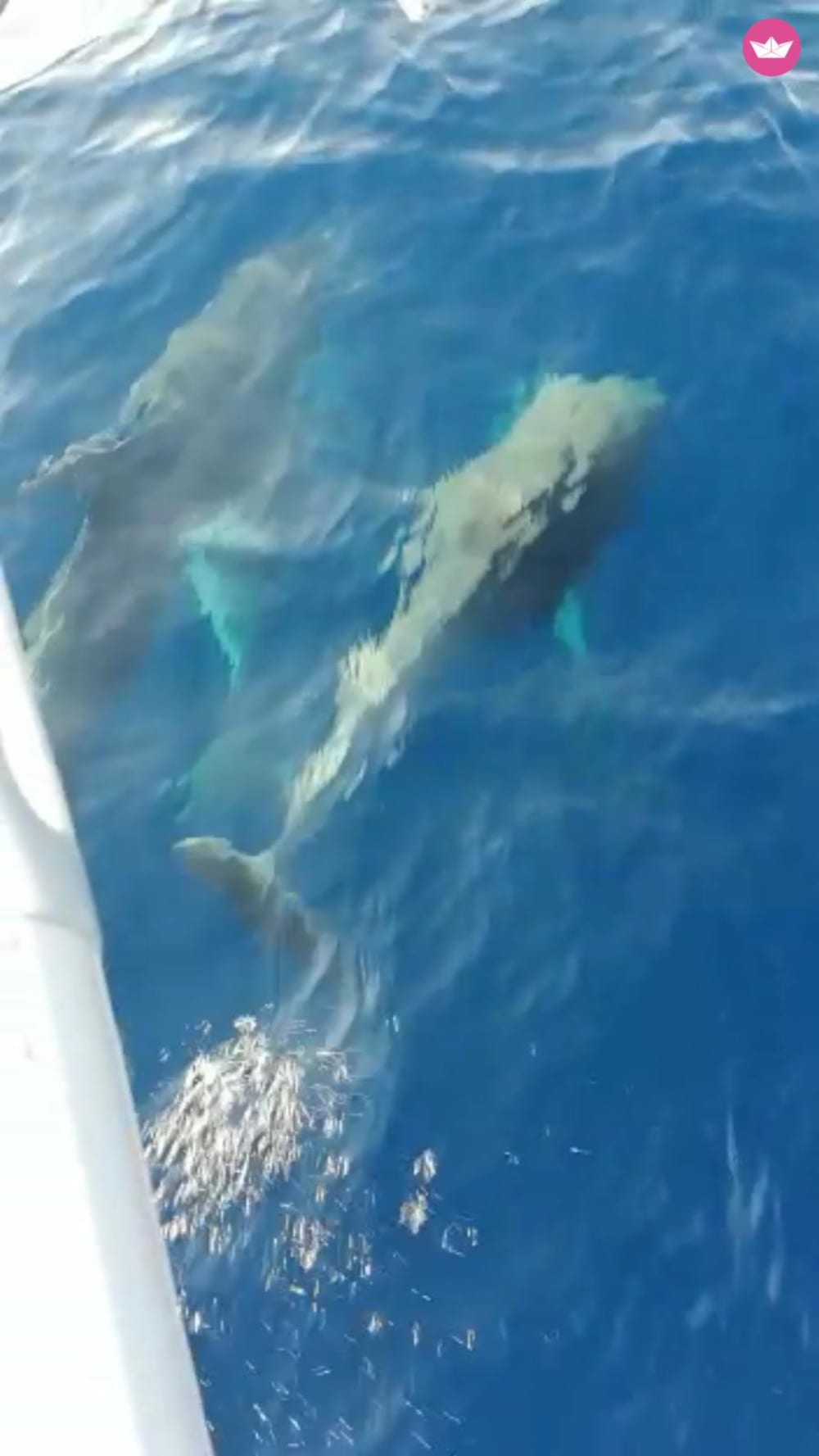 Northern Coast Day Tour on Sailing Yacht Mowgli