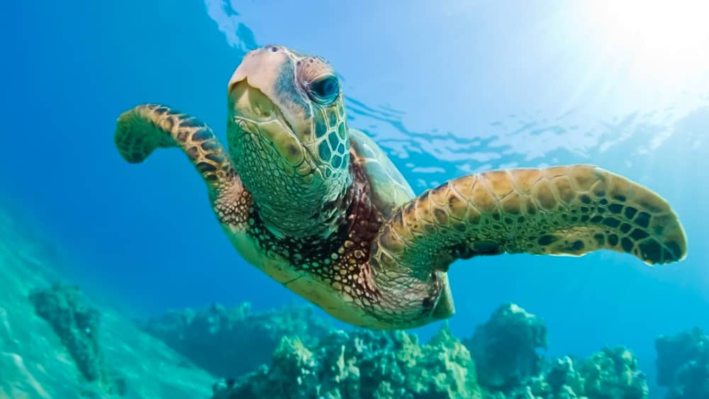 FUGA PER UN GIORNO | Crociera sull'isola