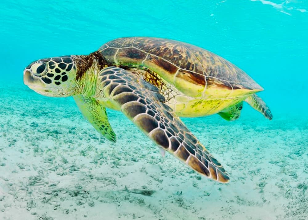 FUGA PER UN GIORNO | Crociera sull'isola