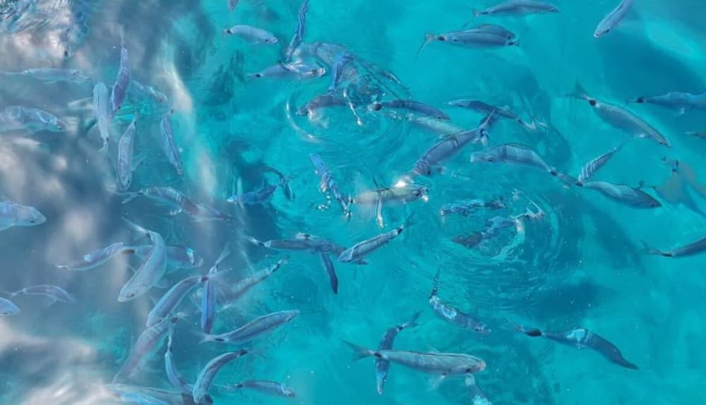 Båtutflykt till de Eoliska öarna