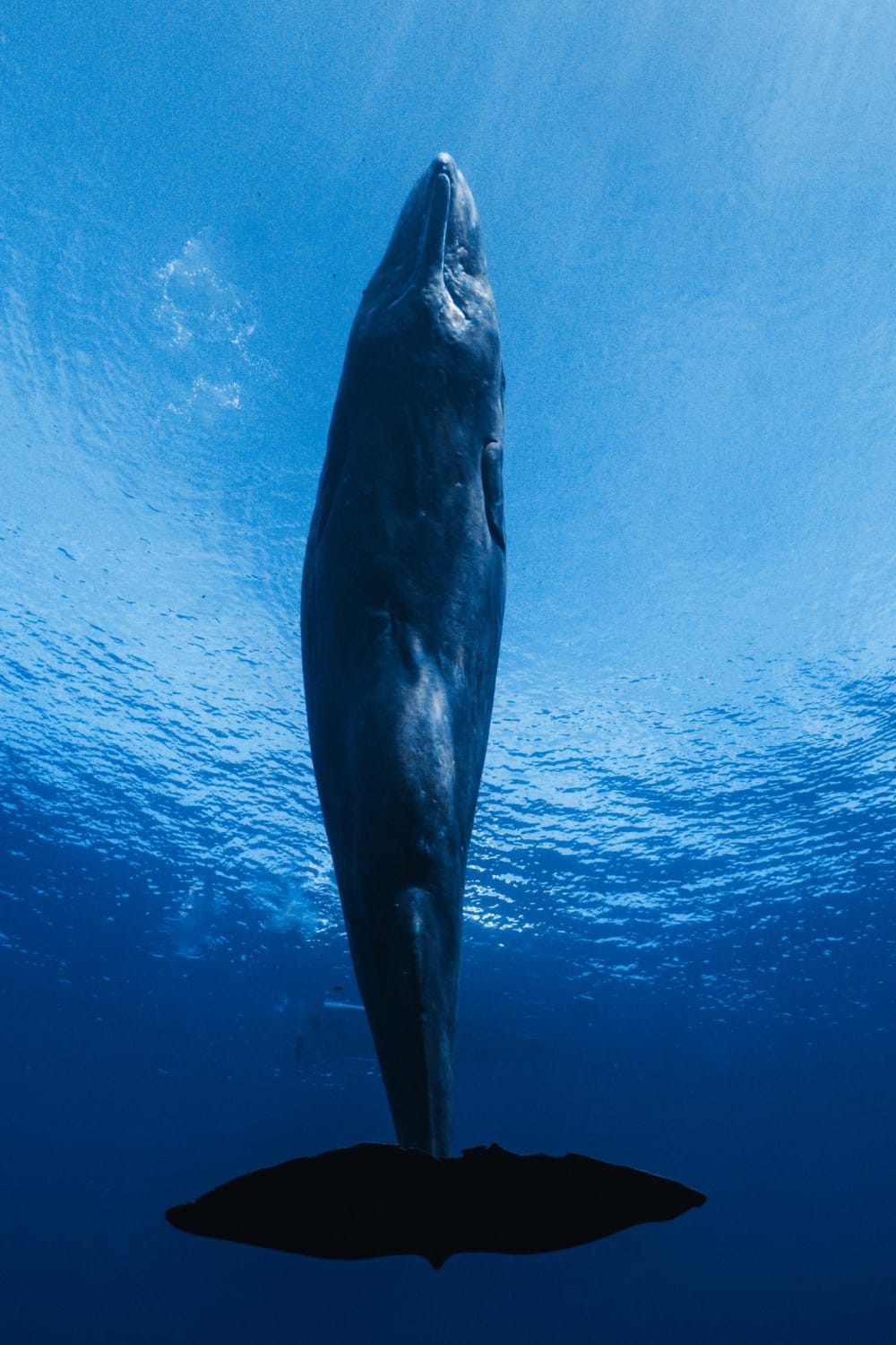 Luxury Exploration: Encountering the Wild Whales of the Indian Ocean