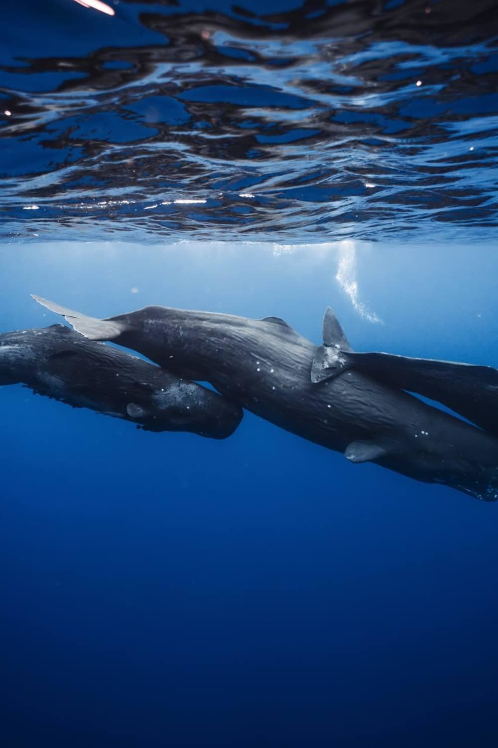 Luxury Exploration: Encountering the Wild Whales of the Indian Ocean