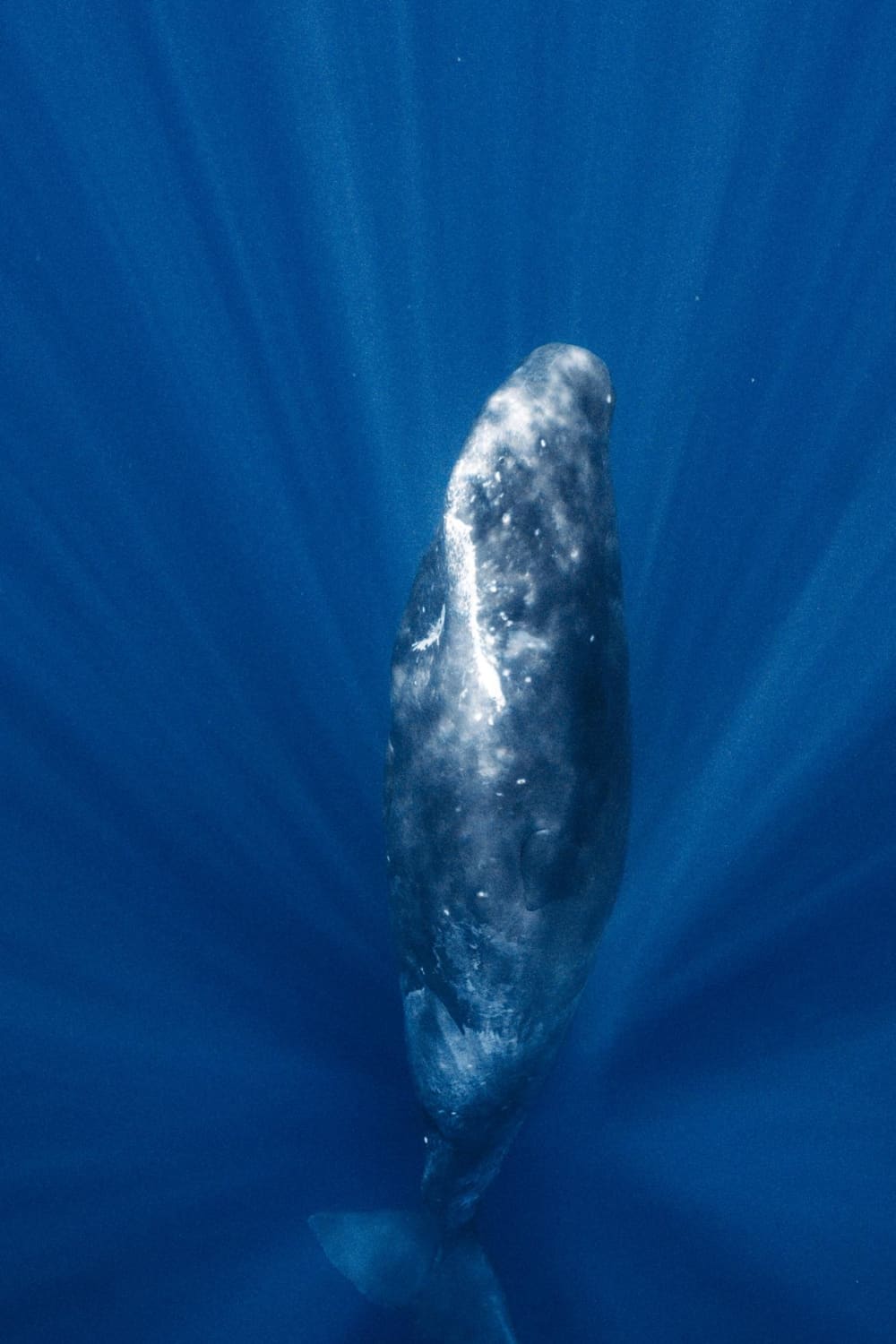 Luxury Exploration: Encountering the Wild Whales of the Indian Ocean