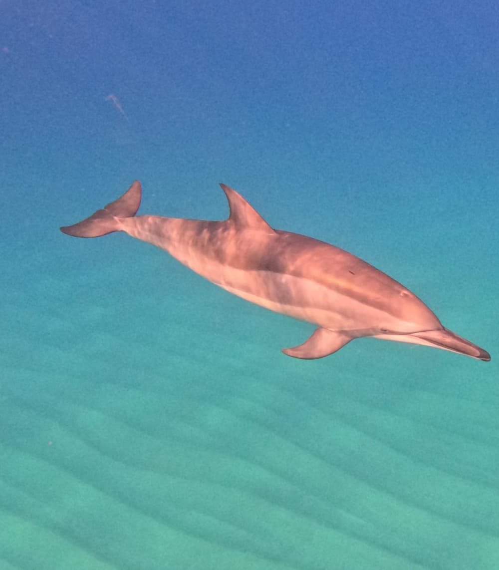 Magical morning encountering dolphins and snorkeling – Mauritius