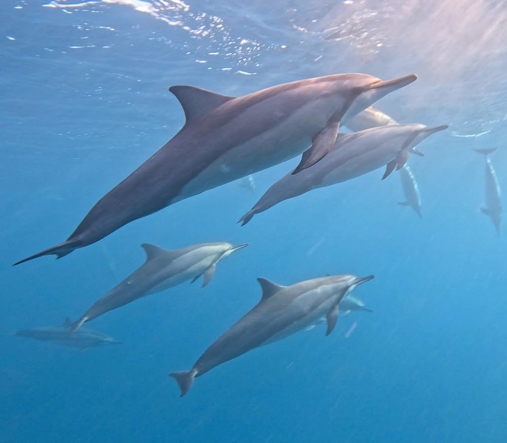 Magical morning encountering dolphins and snorkeling – Mauritius