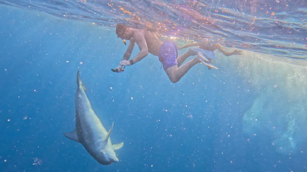 Magical morning encountering dolphins and snorkeling – Mauritius