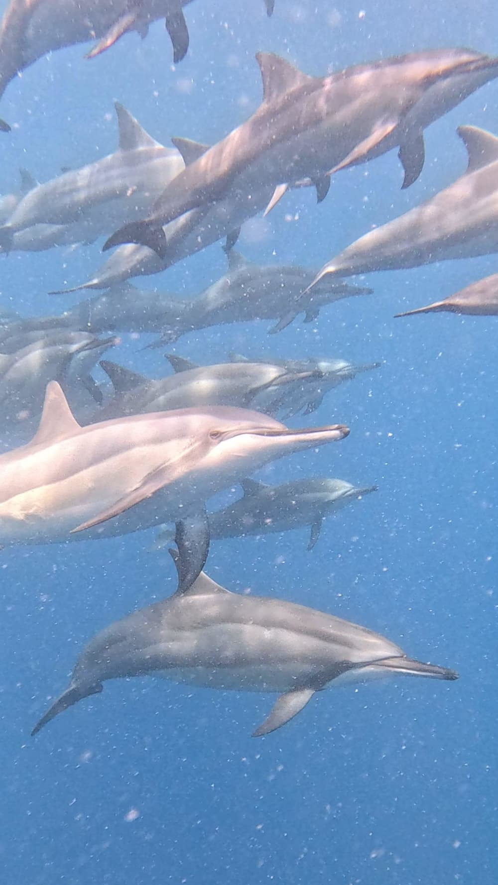 Magical morning encountering dolphins and snorkeling – Mauritius