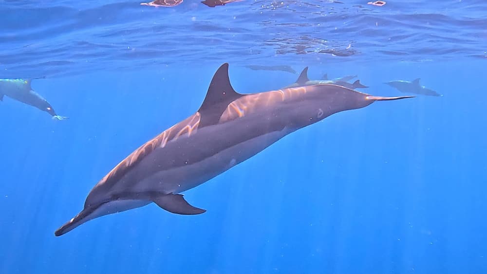 Magical morning encountering dolphins and snorkeling – Mauritius