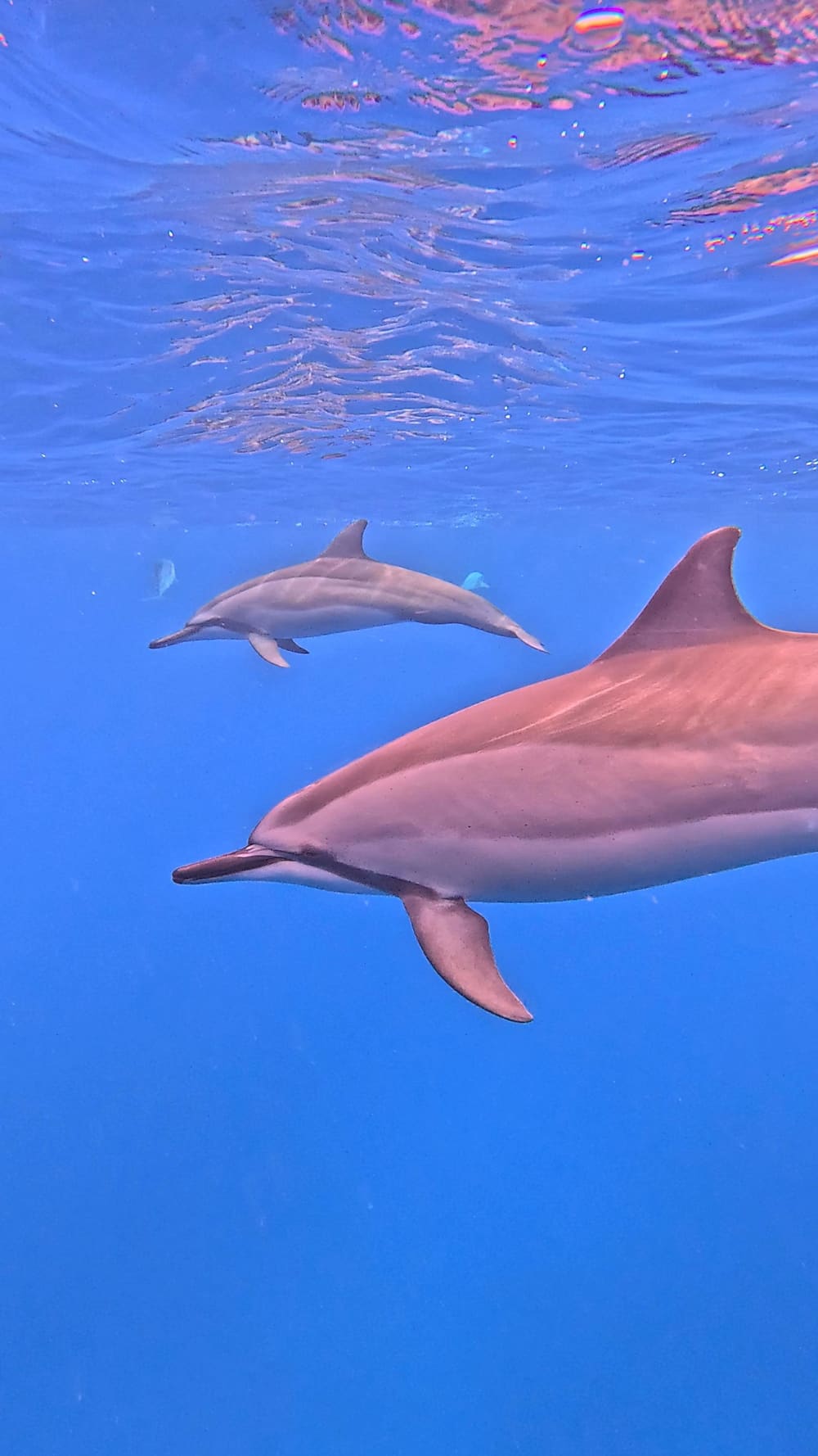 Magical morning encountering dolphins and snorkeling – Mauritius