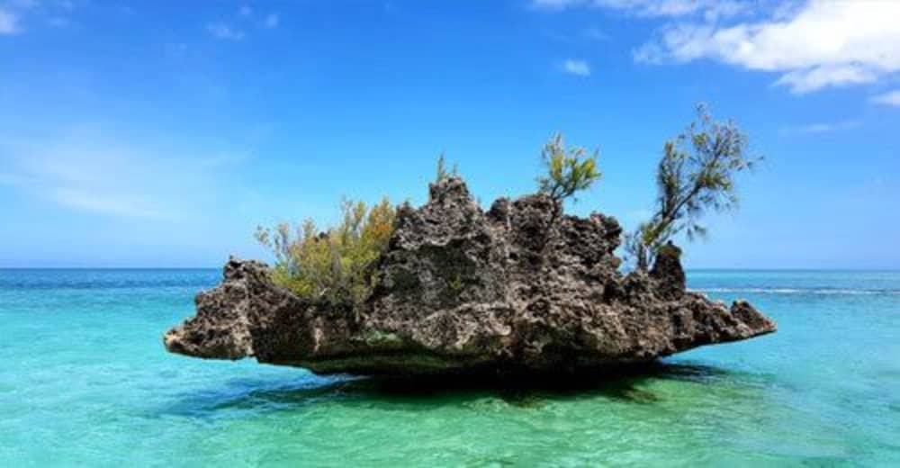 Magical morning encountering dolphins and snorkeling – Mauritius