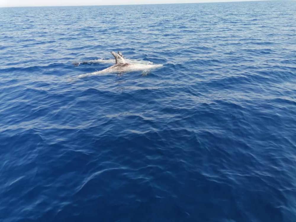 Esplora Taranto in barca: una giornata intera sull'acqua a bordo di un motoscafo.