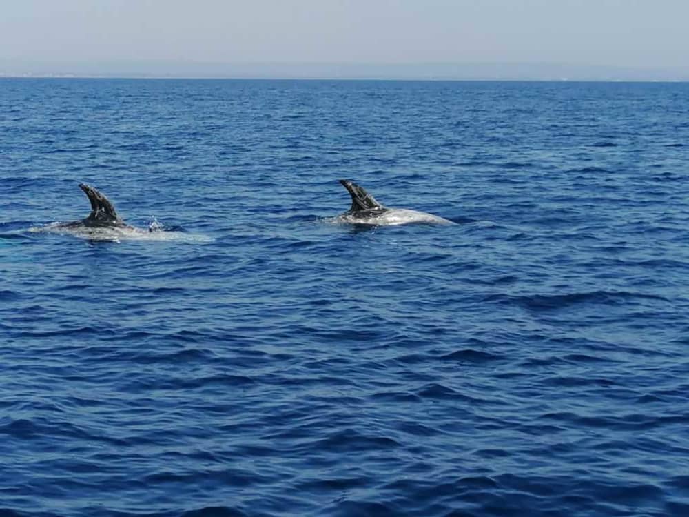 Esplora Taranto in barca: una giornata intera sull'acqua a bordo di un motoscafo.