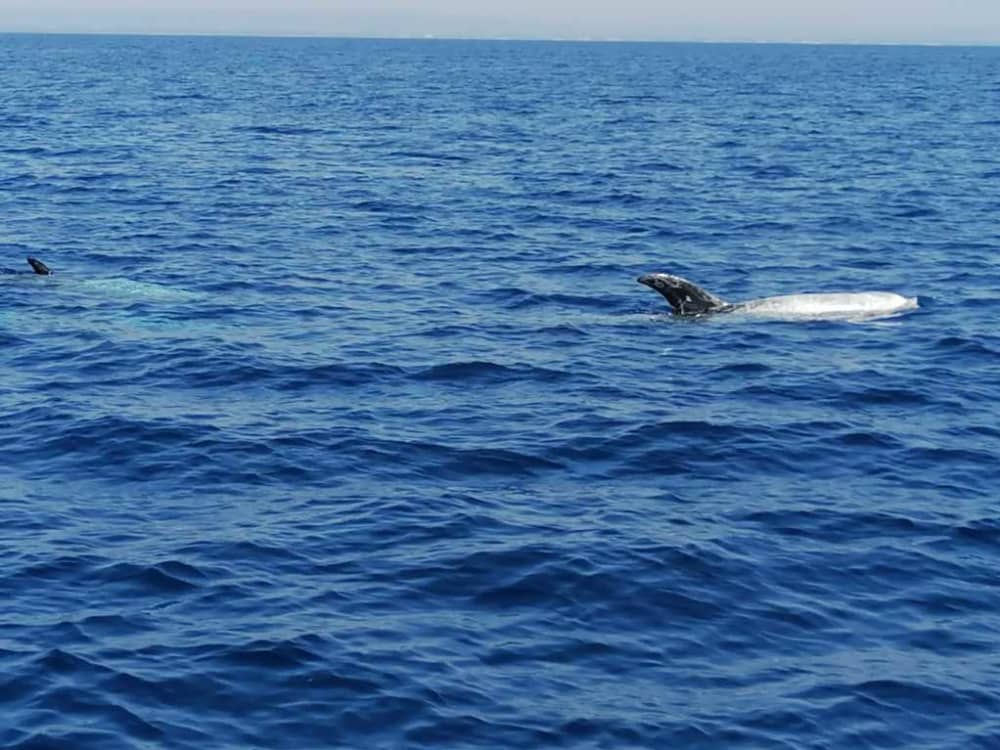 Esplora Taranto in barca: una giornata intera sull'acqua a bordo di un motoscafo.