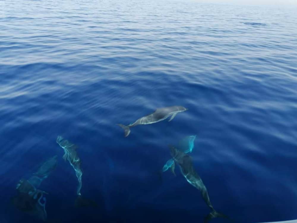 Esplora Taranto in barca: una giornata intera sull'acqua a bordo di un motoscafo.
