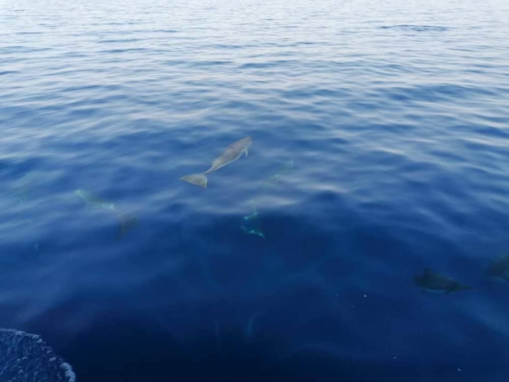 Esplora Taranto in barca: una giornata intera sull'acqua a bordo di un motoscafo.