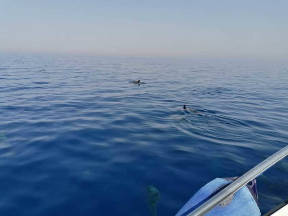 Esplora Taranto in barca: una giornata intera sull'acqua a bordo di un motoscafo.