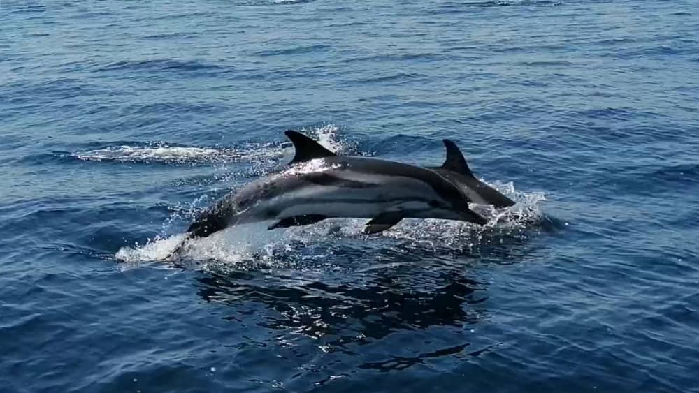 Esplora Taranto in barca: una giornata intera sull'acqua a bordo di un motoscafo.