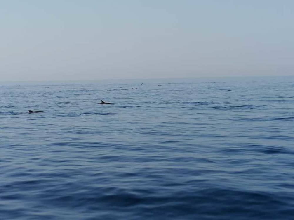 Esplora Taranto in barca: una giornata intera sull'acqua a bordo di un motoscafo.