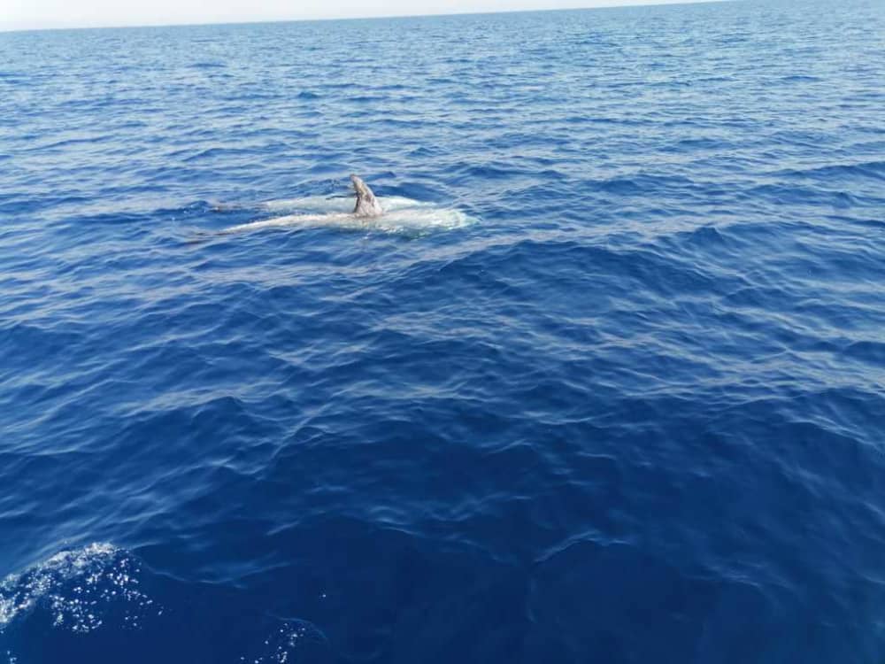Esplora Taranto in barca: una giornata intera sull'acqua a bordo di un motoscafo.