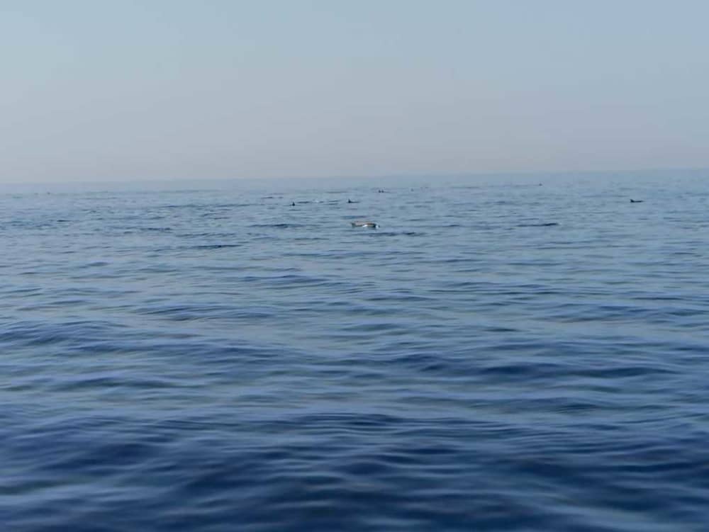 Esplora Taranto in barca: una giornata intera sull'acqua a bordo di un motoscafo.