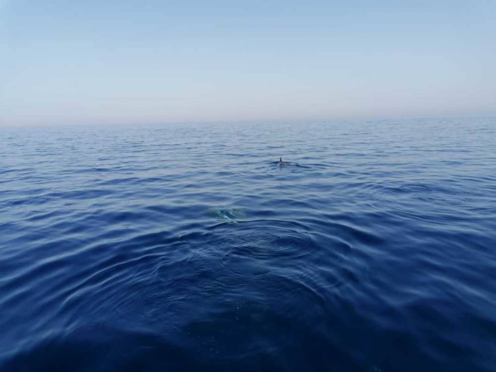 Esplora Taranto in barca: una giornata intera sull'acqua a bordo di un motoscafo.