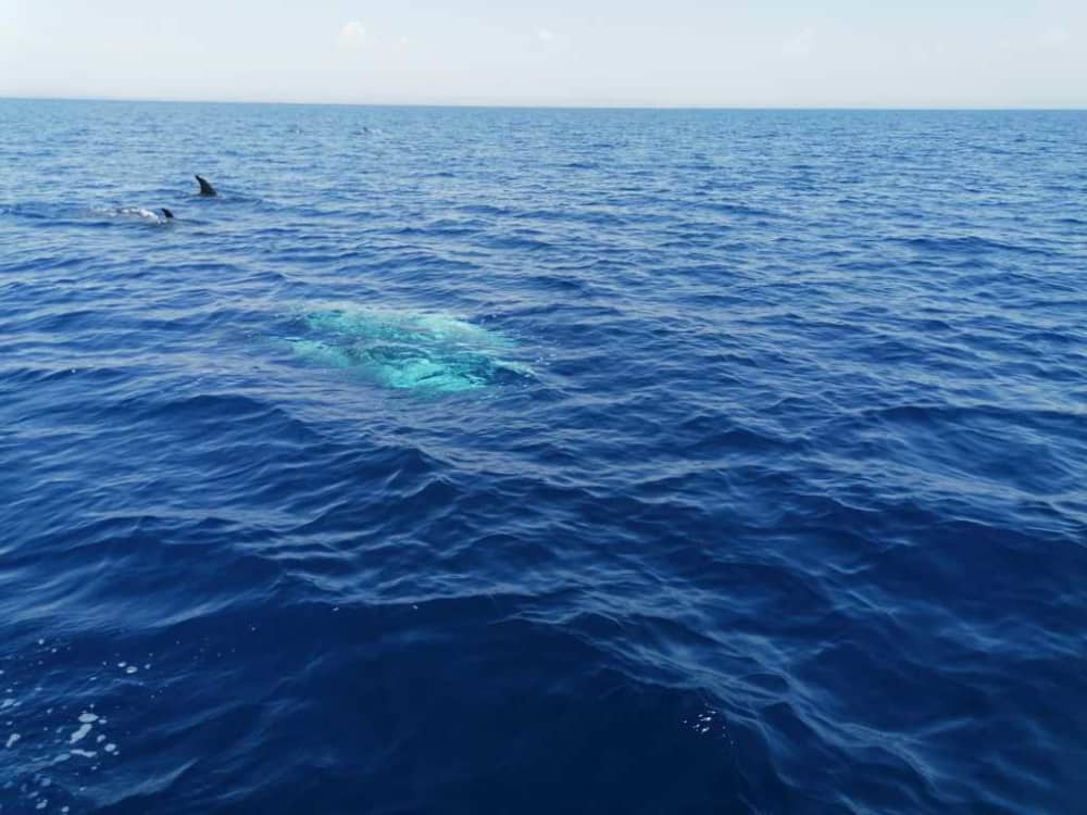 Esplora Taranto in barca: una giornata intera sull'acqua a bordo di un motoscafo.