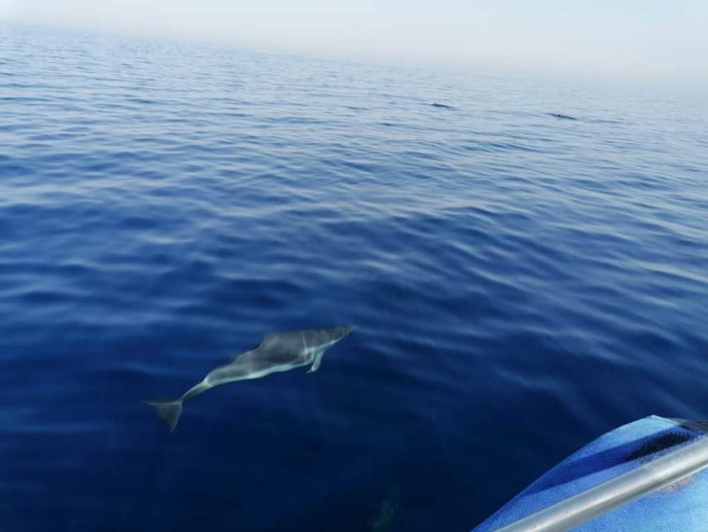 Esplora Taranto in barca: una giornata intera sull'acqua a bordo di un motoscafo.