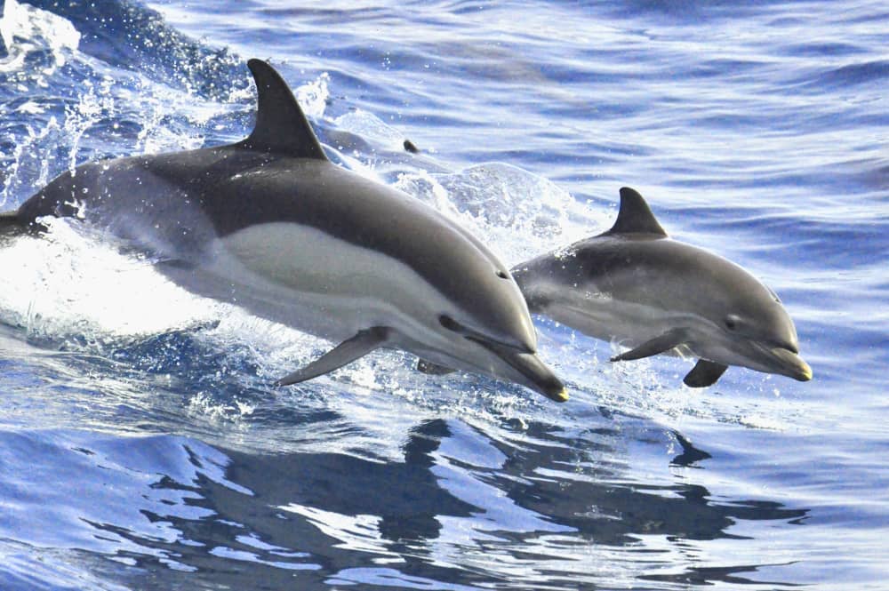 Excursion d'une journée en catamaran à Costa Adeje