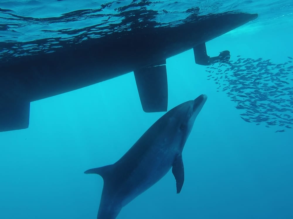 Cap sur le plaisir : une journée complète de navigation authentique à Costa Adeje en catamaran