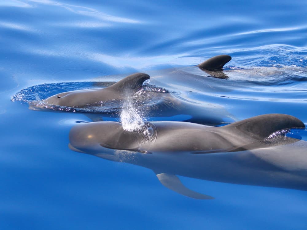 Cap sur le plaisir : une journée complète de navigation authentique à Costa Adeje en catamaran