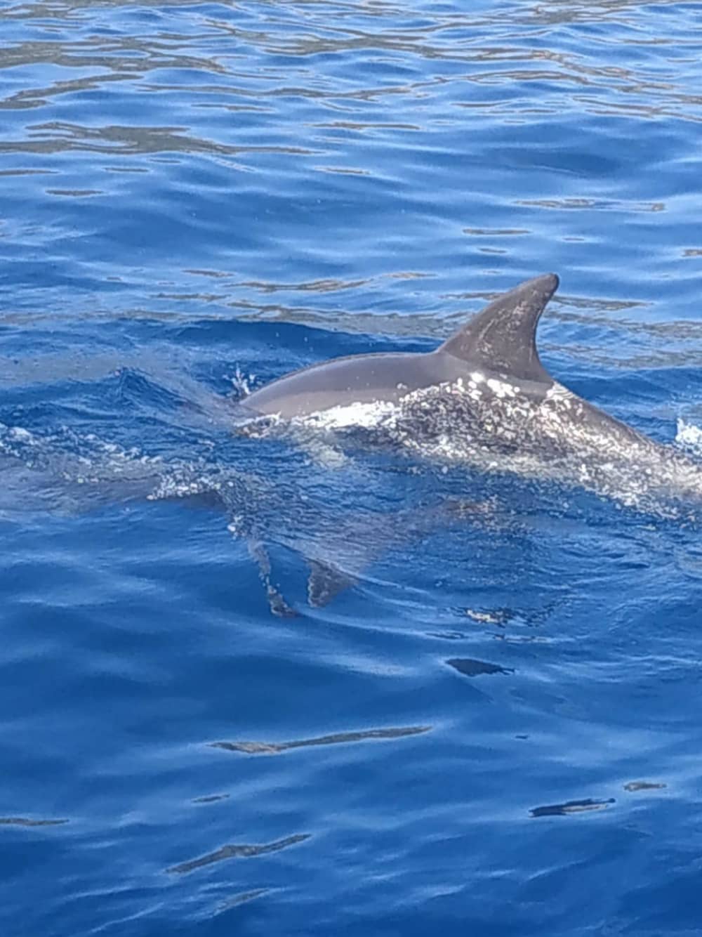 Goditi 7 ore a bordo di un motoscafo nel Golfo Aranci.