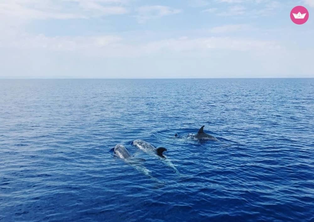 Crociera al tramonto per avvistare i delfini da Giardini Naxos
