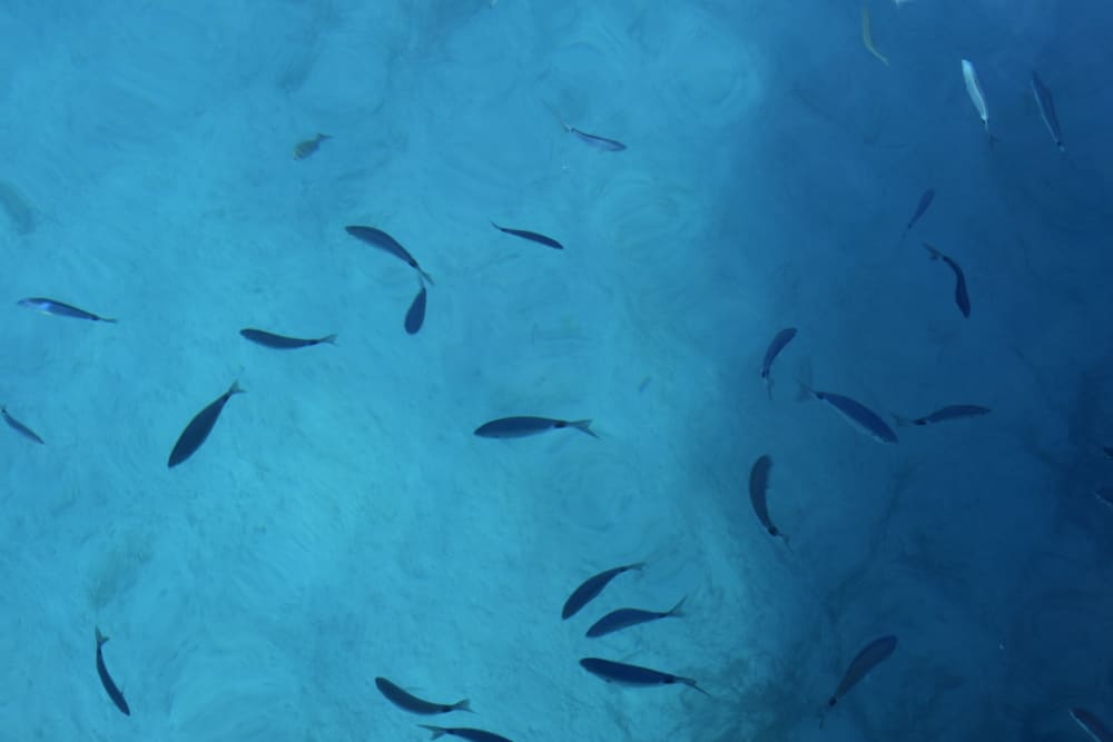 Adriatiska ikoner: Privat rundtur i den blå grottan och de 5 öarna