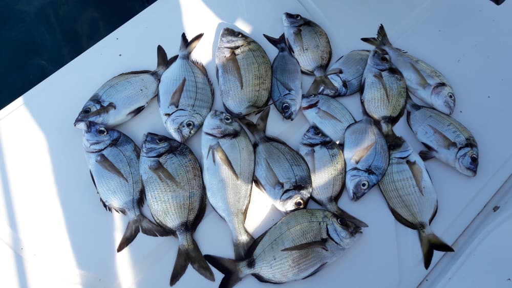 Dubrovnik Fishing & Swimming Boat Adventure (max 6 pax)
