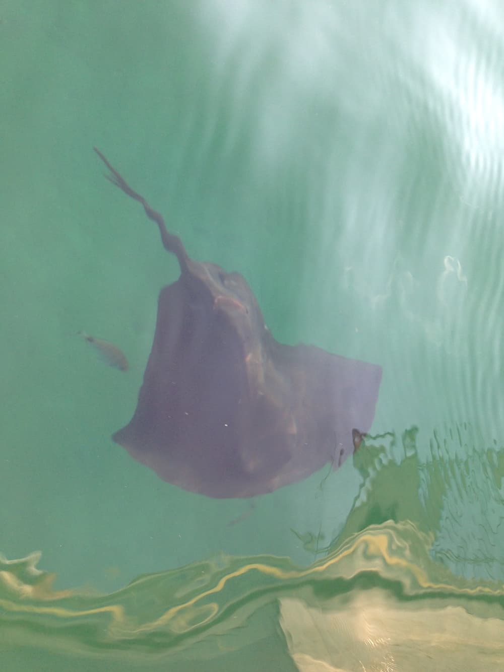 Setzen Sie Kurs auf pures Segelvergnügen: Ein ganzer Tag authentisches Segeln in Saint-Florent auf einem Segelboot