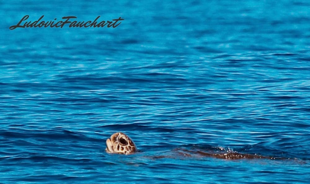 Alquiler de lancha motora por medio día en Saint-Gilles.