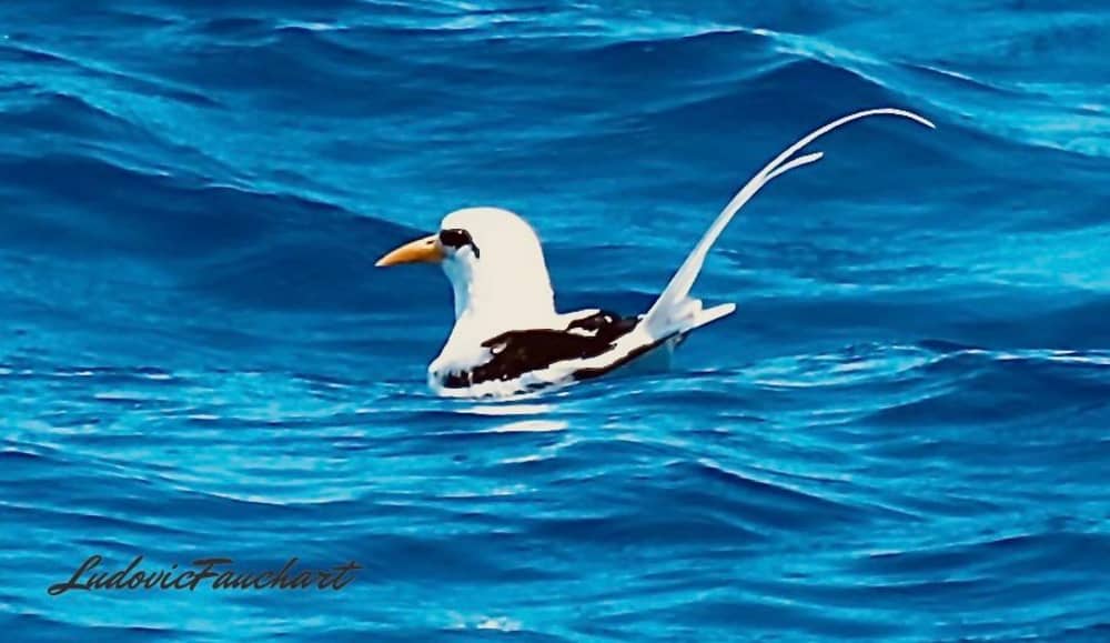Alquiler de lancha motora por medio día en Saint-Gilles.