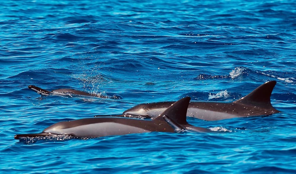 Alquiler de lancha motora por medio día en Saint-Gilles.