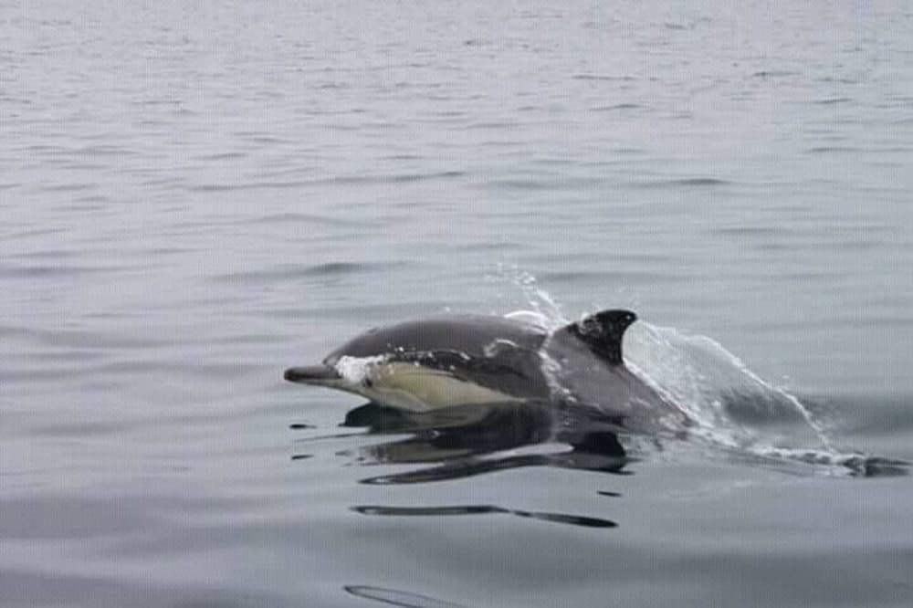 Discover Peniche on a half-day motorboat trip