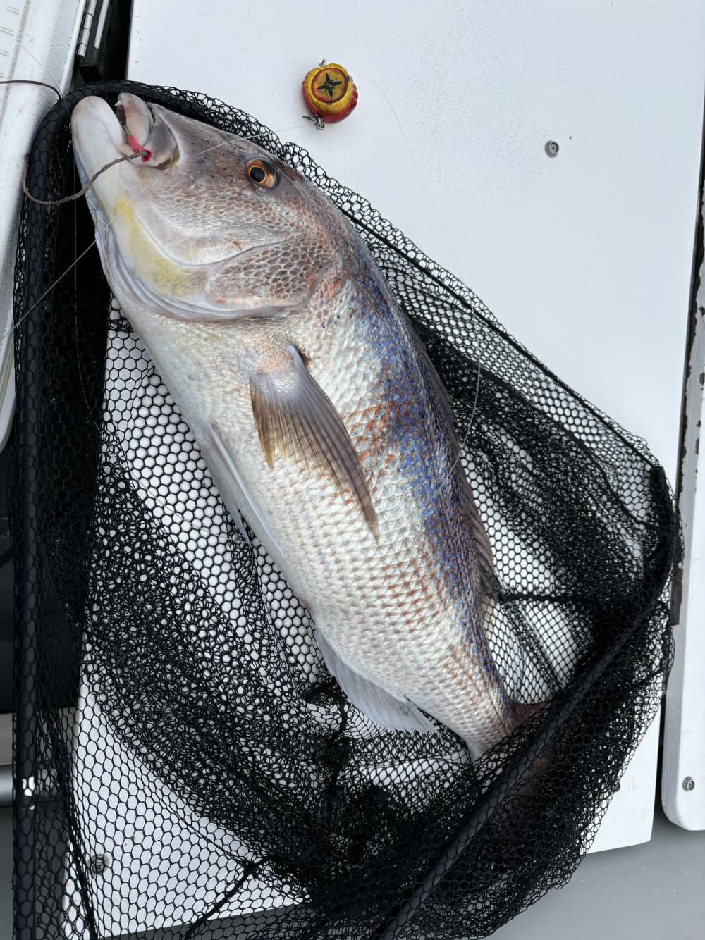 9h Prywatna Dalmatyńska Wycieczka Wędkarska dla 4 Osób