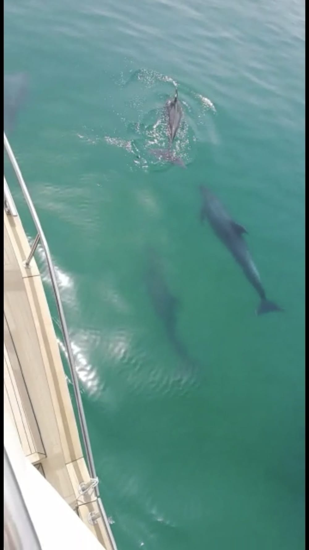 Arrábida & Troia Coastal Escape – 8 Hours