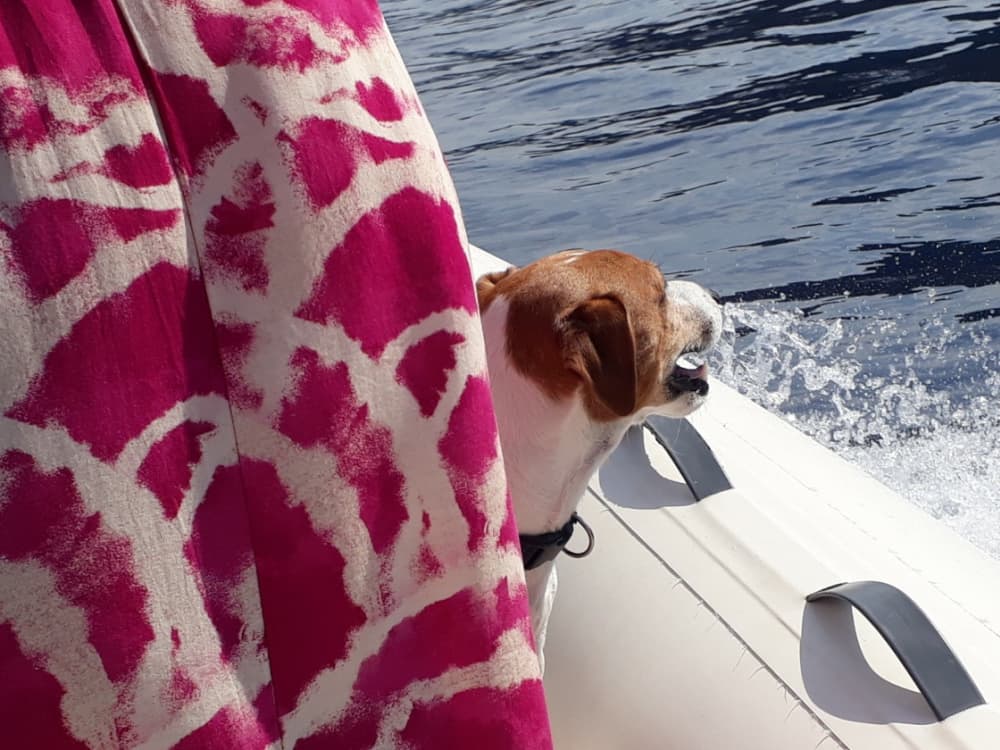 Descubre Porticcio en una excursión de un día completo en lancha motora.