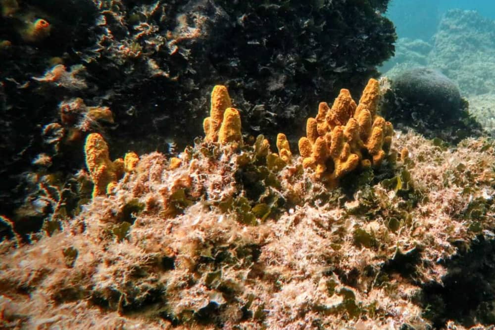 Adria-Auszeit: 6-stündiges Inselabenteuer mit Schwimmen, Schnorcheln und Delfinbeobachtung