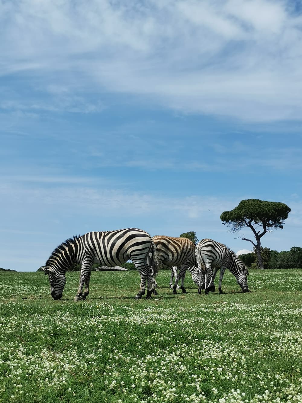 8-Hour Brijuni Adventure: Explore Veli Brijun, Bays & Rovinj