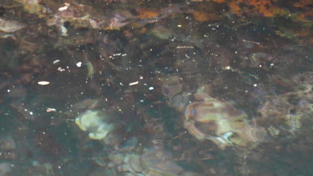 2-stündige Bootsfahrt in der Bucht von Taormina: Isola Bella & mehr