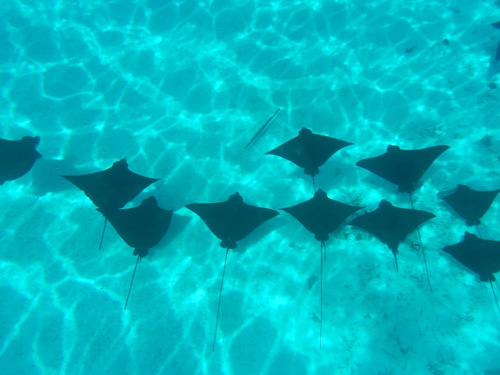 Catamaran Excursion in Bora Bora