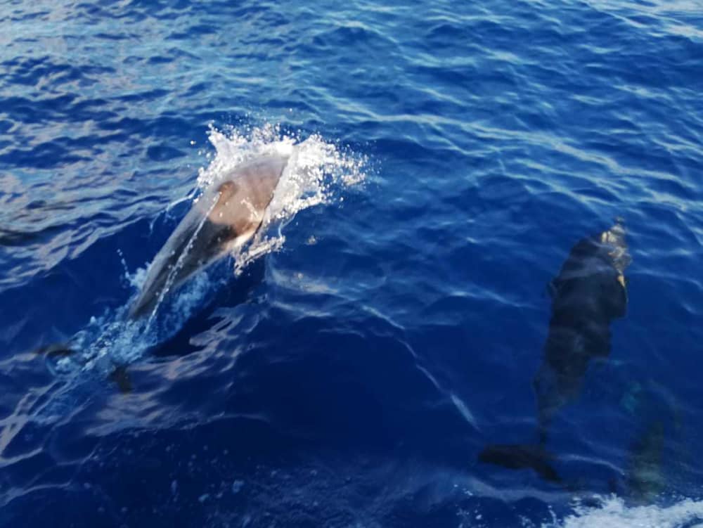 El millor d'Ajaccio és a l'aigua: el vostre dia complet privat en un veler