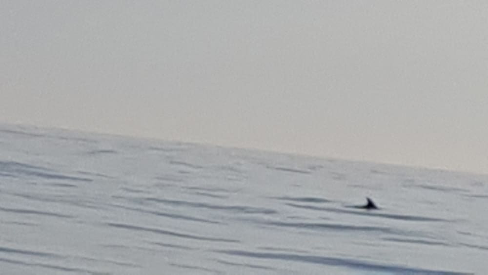 Pula escape: 2h15 of relaxation on a motorboat