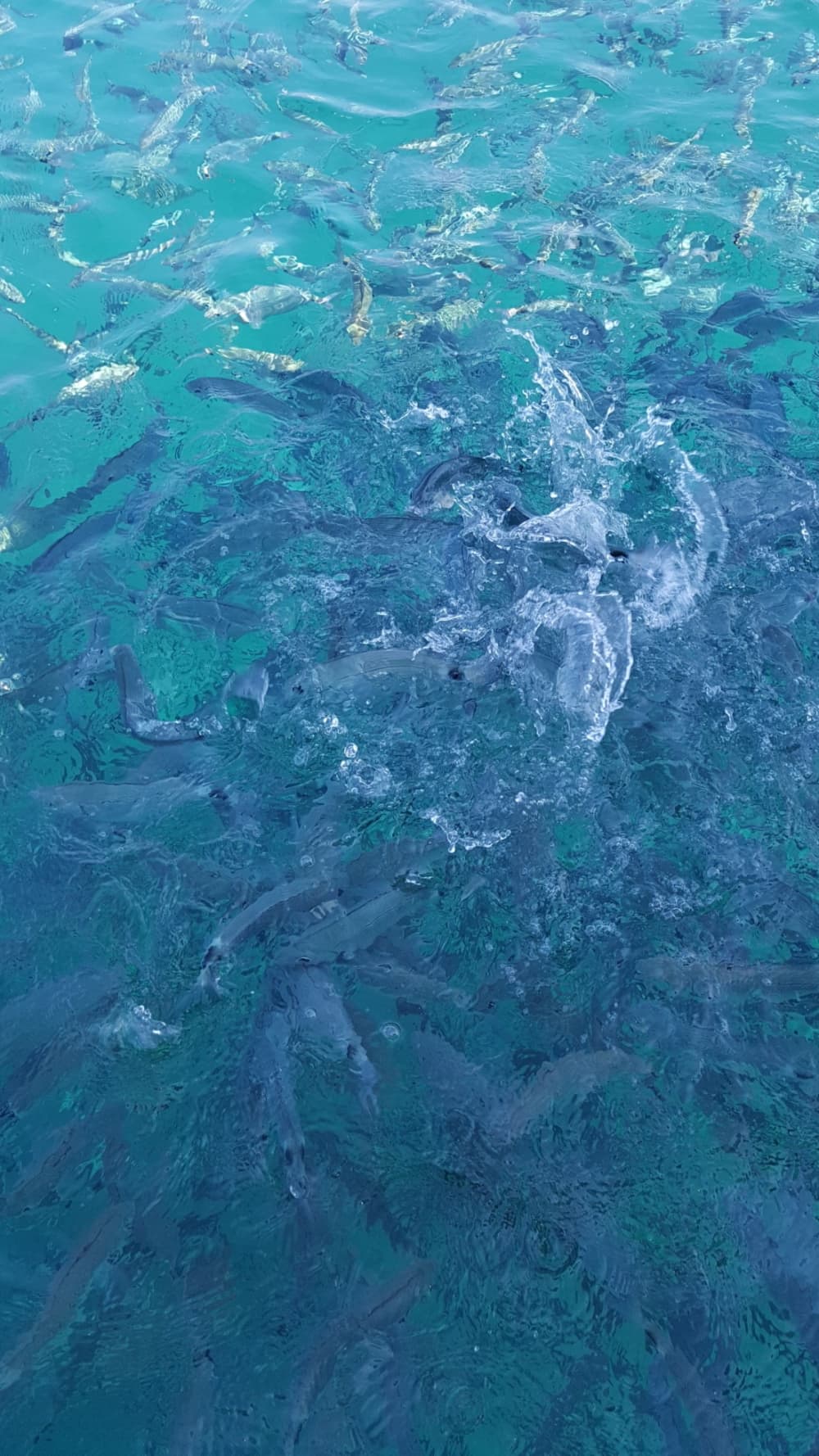 Pula escape: 2h15 of relaxation on a motorboat